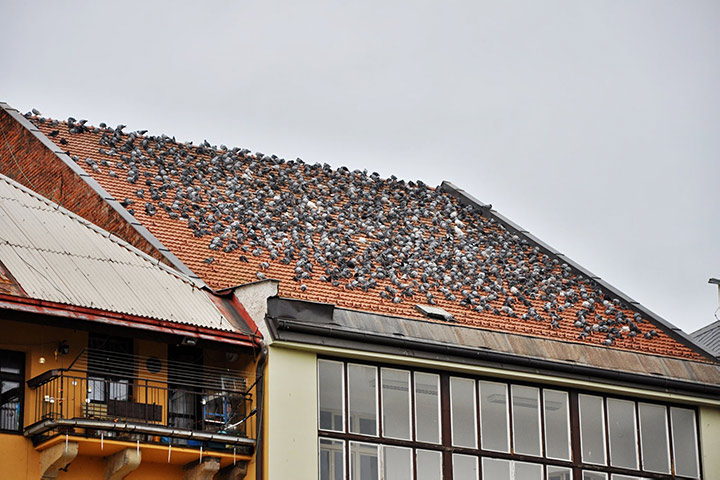 A2B Pest Control are able to install spikes to deter birds from roofs in Hellesdon. 
