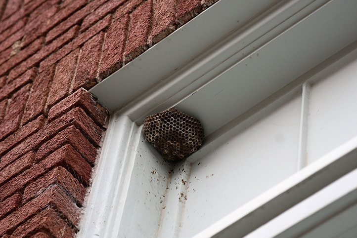 We provide a wasp nest removal service for domestic and commercial properties in Hellesdon.